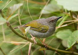 Grey-backed Camaroptera