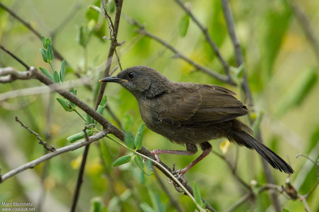 Camaroptère modeste1ère année, identification