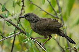 Grey Wren-Warbler