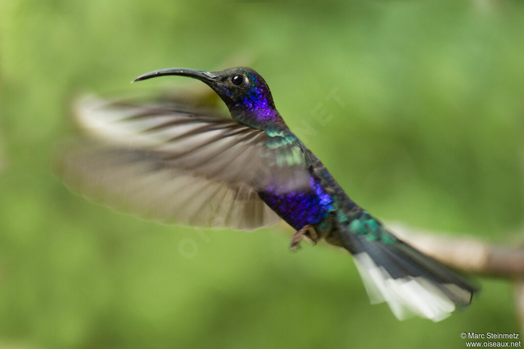 Campyloptère violet