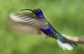 Violet Sabrewing