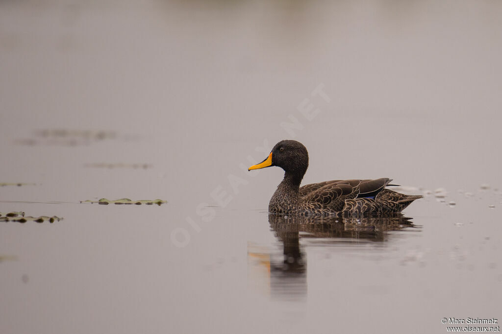 Canard à bec jaune