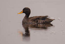 Yellow-billed Duck