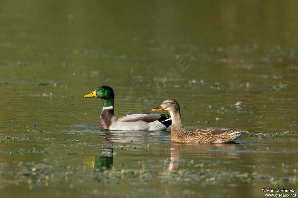 Canard colvert