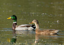 Canard colvert