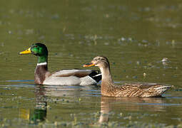 Mallard