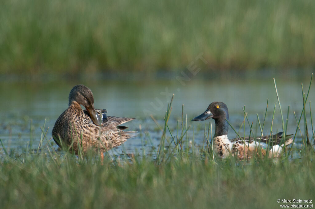 Canard souchetadulte