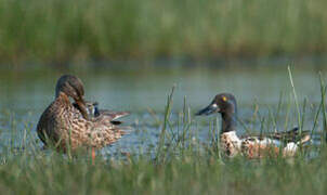 Northern Shoveler