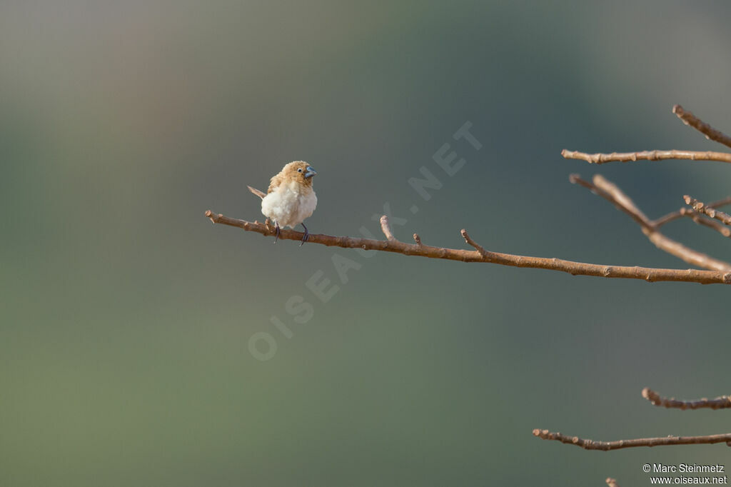 African Silverbill