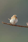 African Silverbill