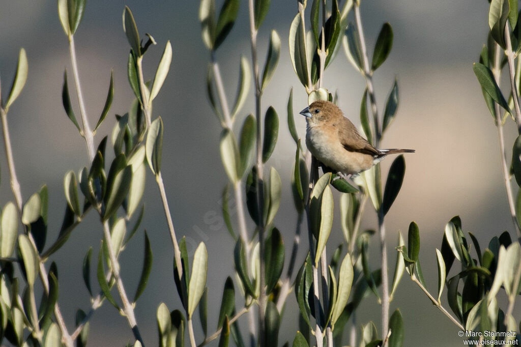 Indian Silverbill