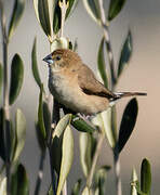 Indian Silverbill