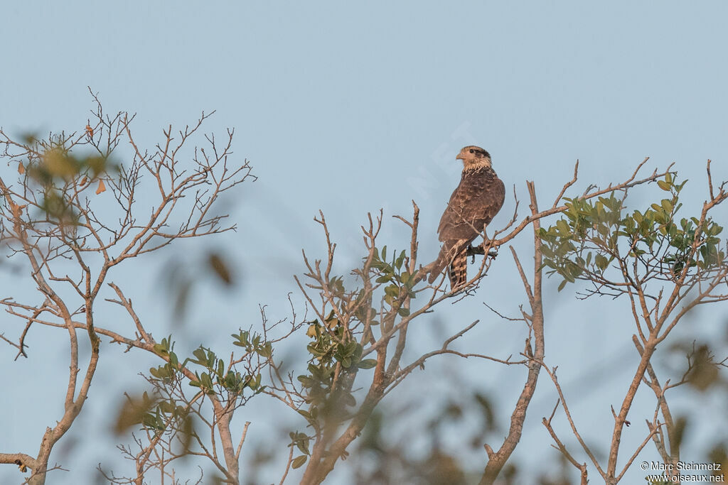 Yellow-headed Caracarajuvenile