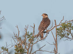 Caracara à tête jaune