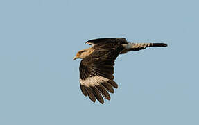 Yellow-headed Caracara