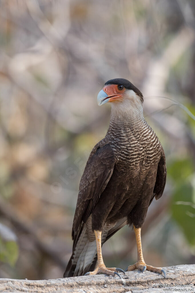 Caracara huppé