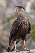 Caracara huppé