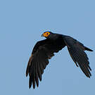 Caracara noir