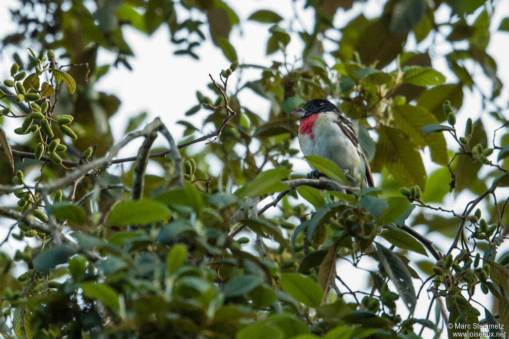 Rose-breasted Grosbeak