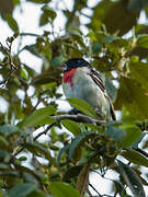 Rose-breasted Grosbeak