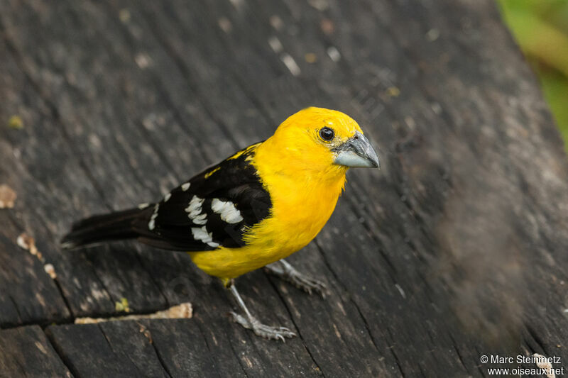 Cardinal à tête jaune mâle adulte, identification
