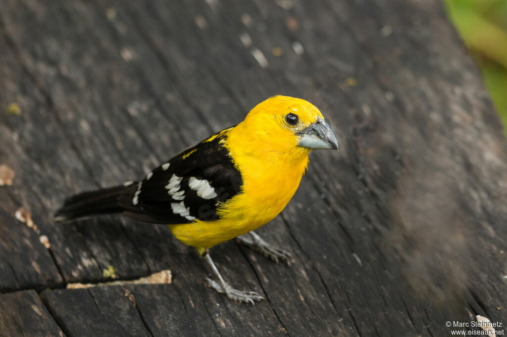 Golden Grosbeak male adult, identification