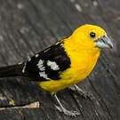 Cardinal à tête jaune