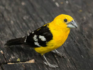 Cardinal à tête jaune