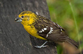 Cardinal à tête jaune