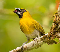 Black-faced Grosbeak