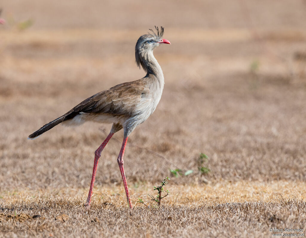 Red-legged Seriema