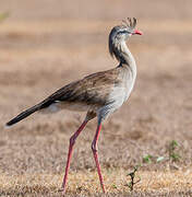 Red-legged Seriema