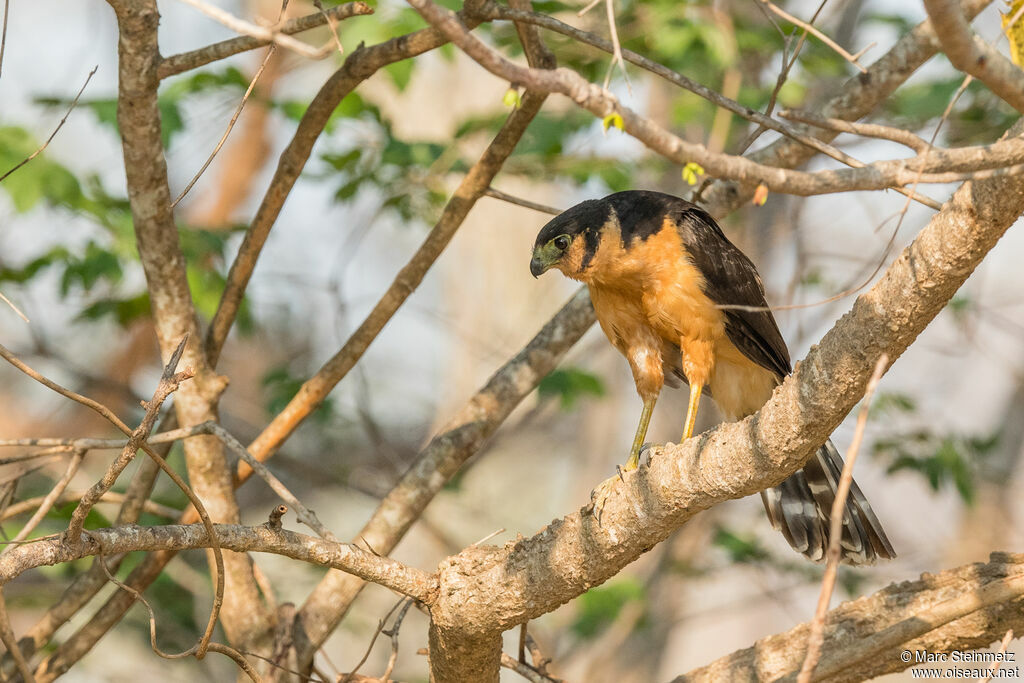 Collared Forest Falcon