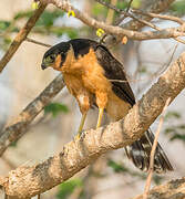 Collared Forest Falcon