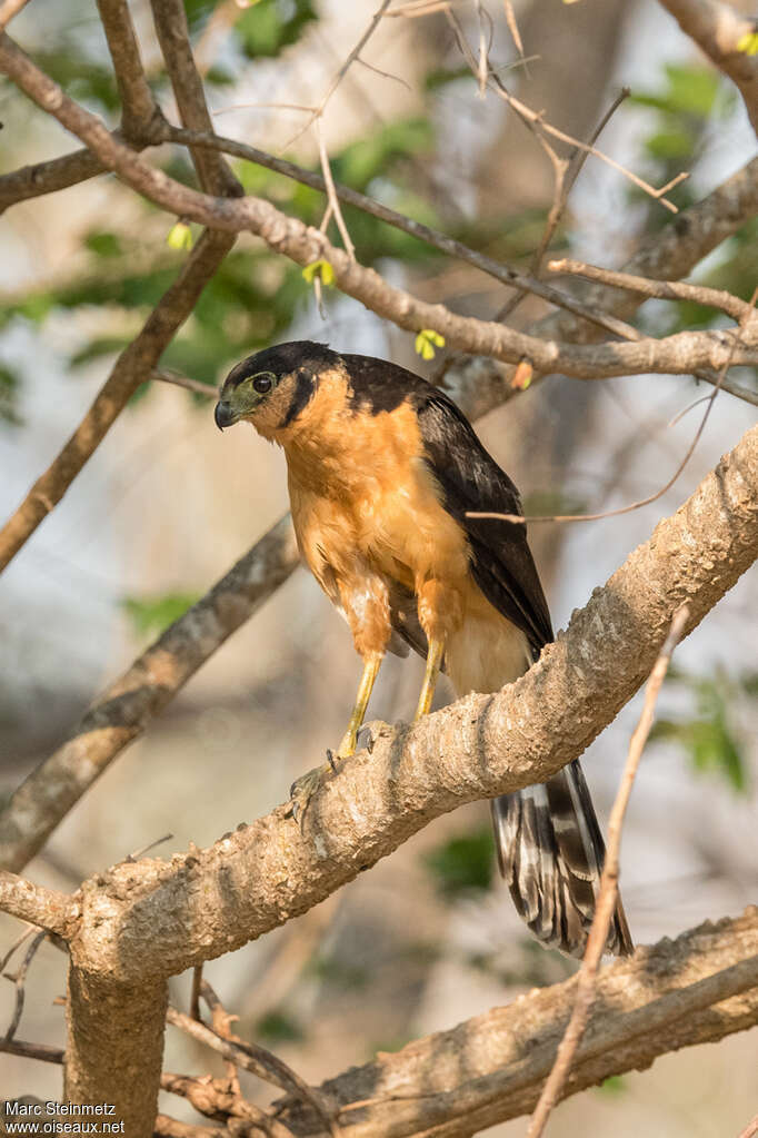 Collared Forest Falconadult, identification