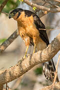 Collared Forest Falcon