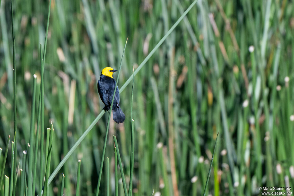 Yellow-hooded Blackbird