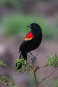 Red-winged Blackbird