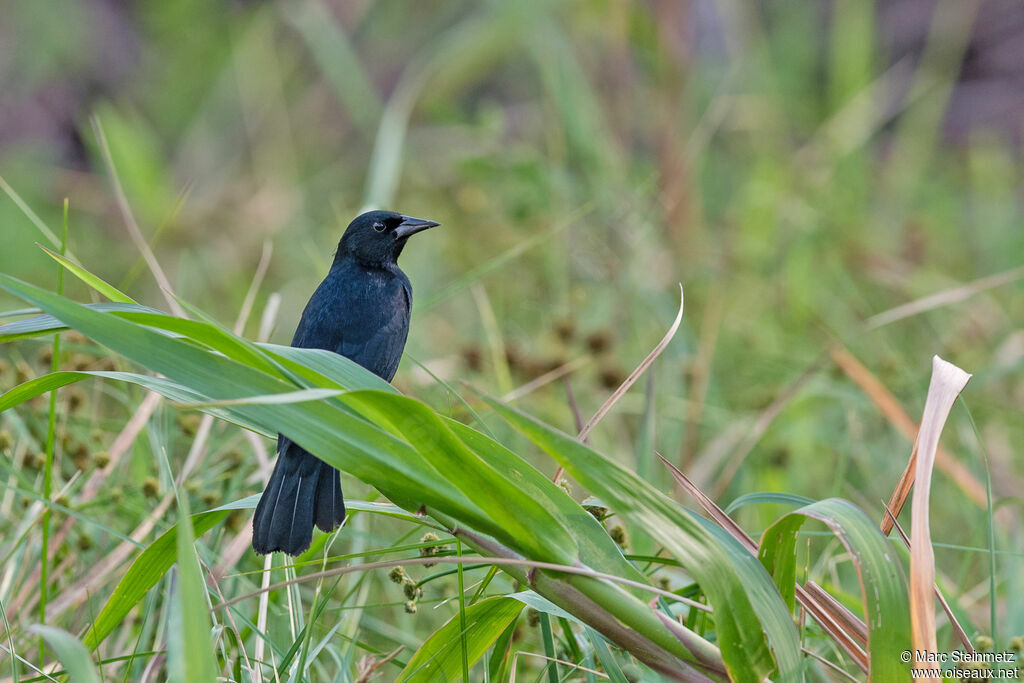 Unicolored Blackbird