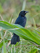 Unicolored Blackbird