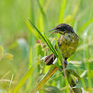Carouge unicolore