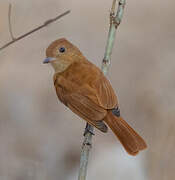 Rufous Casiornis