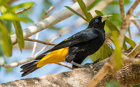 Yellow-rumped Cacique