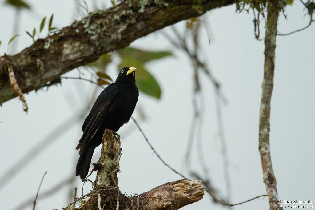 Red-rumped Cacique