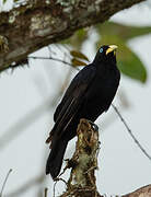 Red-rumped Cacique