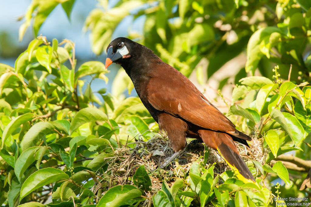 Montezuma Oropendola