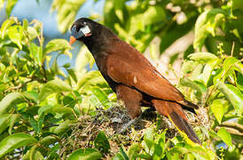 Montezuma Oropendola