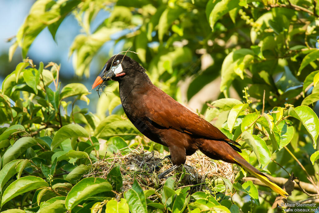 Montezuma Oropendola