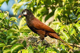 Montezuma Oropendola