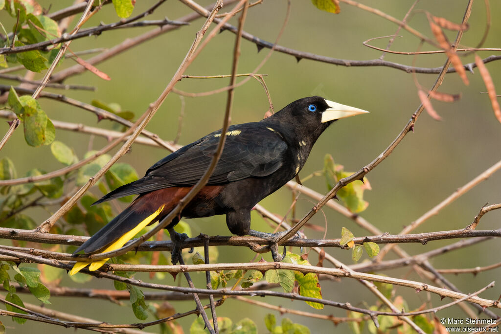 Crested Oropendola